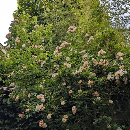 D'hotes Calmes Sur Jardin Batignolles * פריז